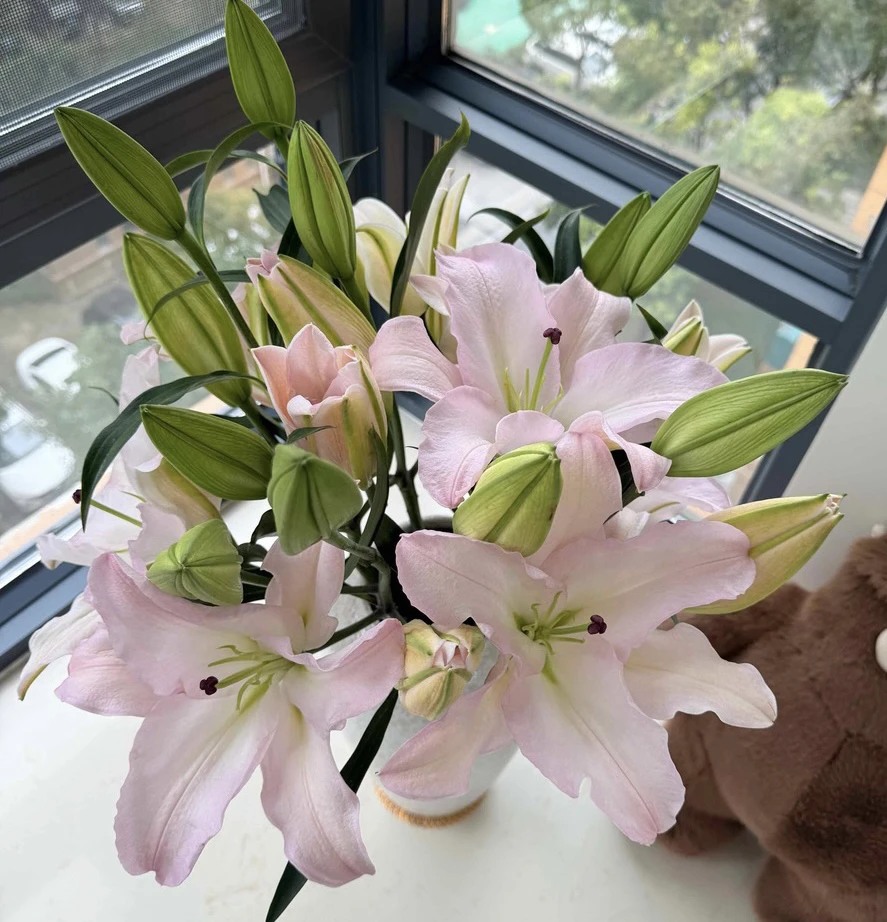 粉嘟嘟单瓣香水百合花(地区颜色香味有一定差异)