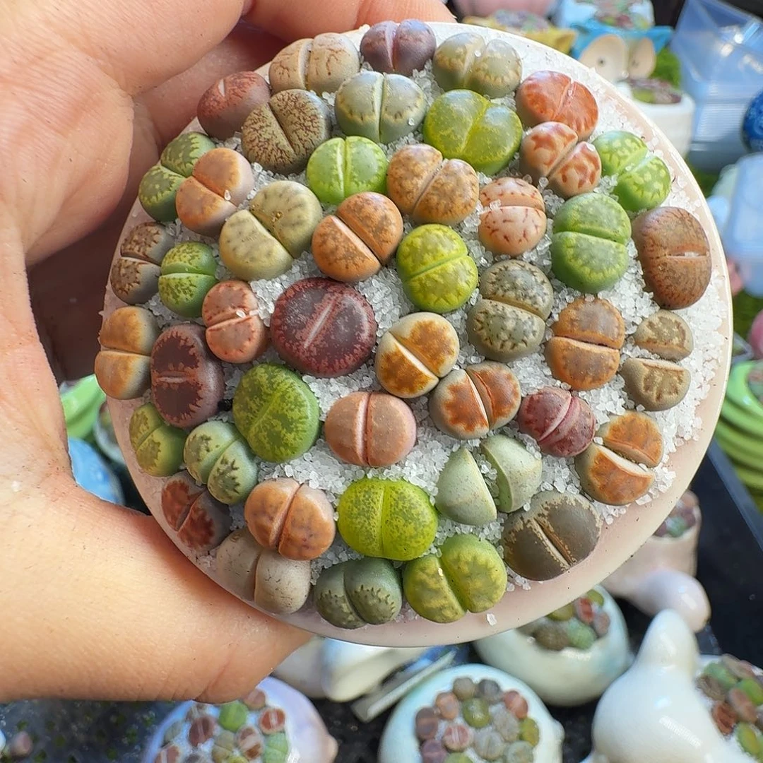 多肉葡萄的味道真的1285