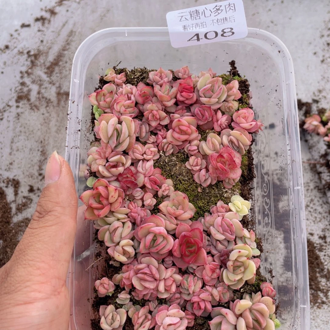 云糖心多肉植物408