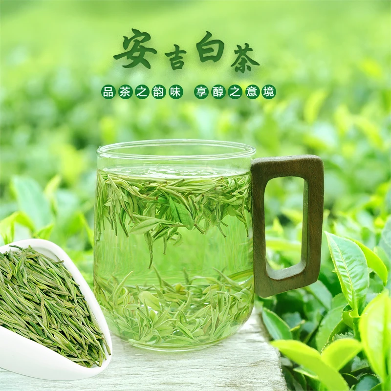 A53【兰香小芽】高山茶安吉新茶白茶茶礼送礼明前茶春茶兰花香
