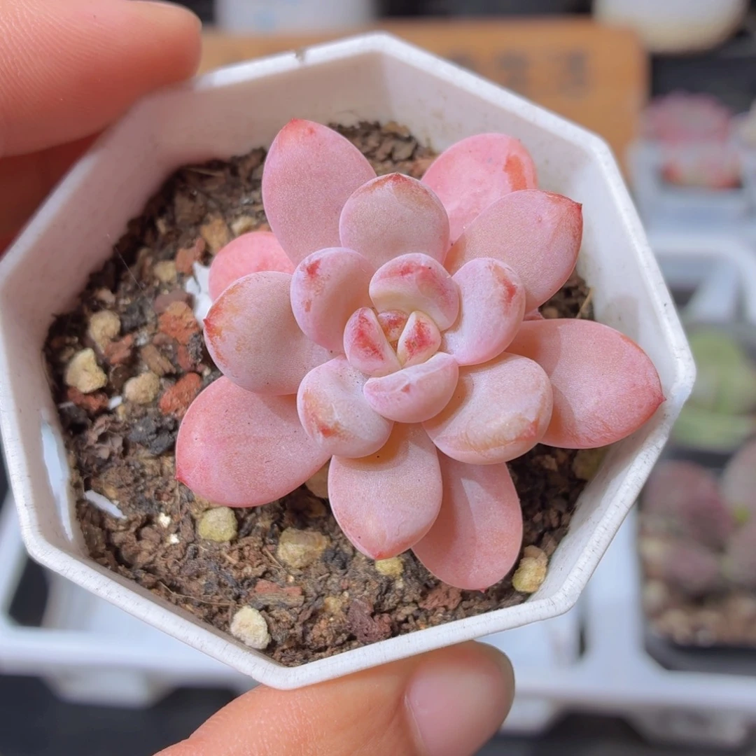 星星雪多肉9.9包邮发货