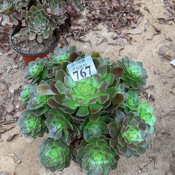 767赤炎连大手捧1号