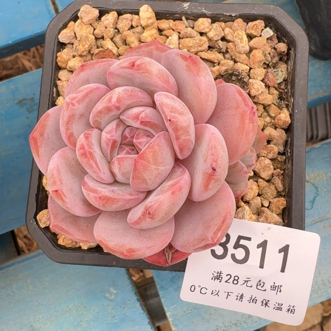 3511星影6-7cm左右