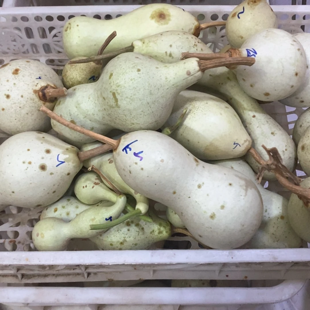 丙*文玩葫芦青皮葫芦