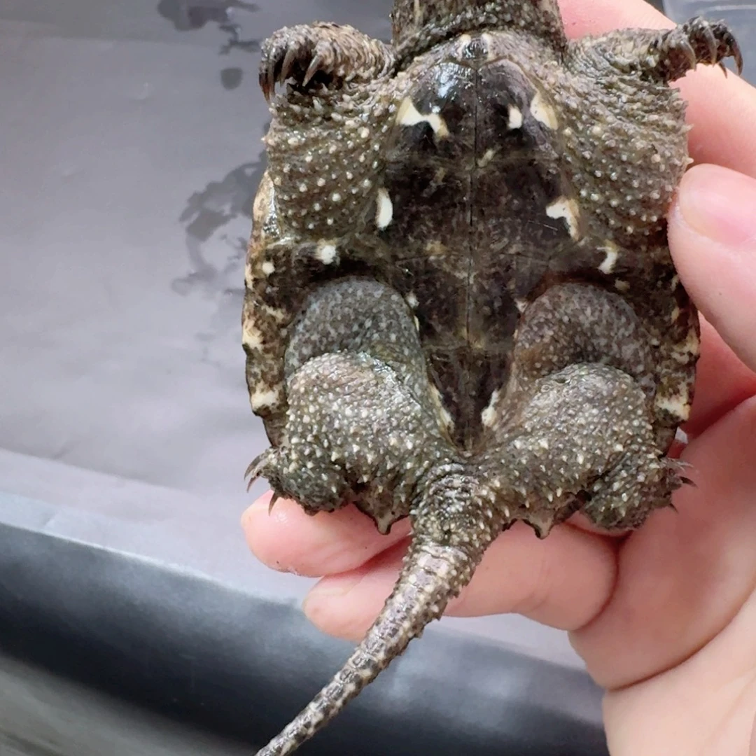 宠物龟不分公母111