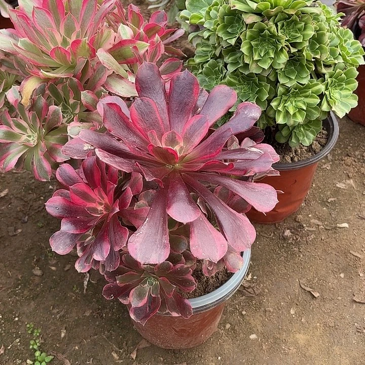 多肉植物法师3颗22