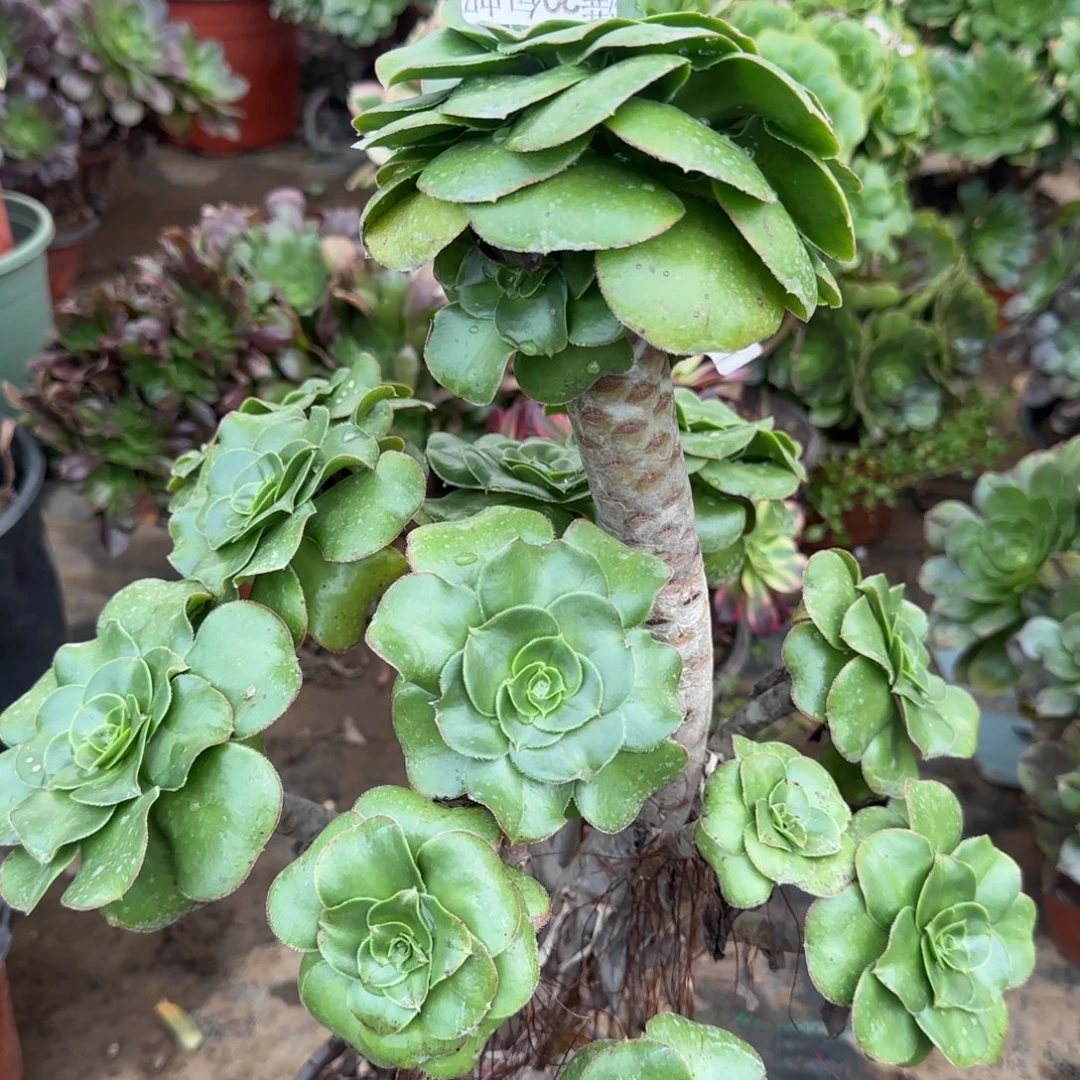 绿玫瑰三年桩717满20包邮断枝不包