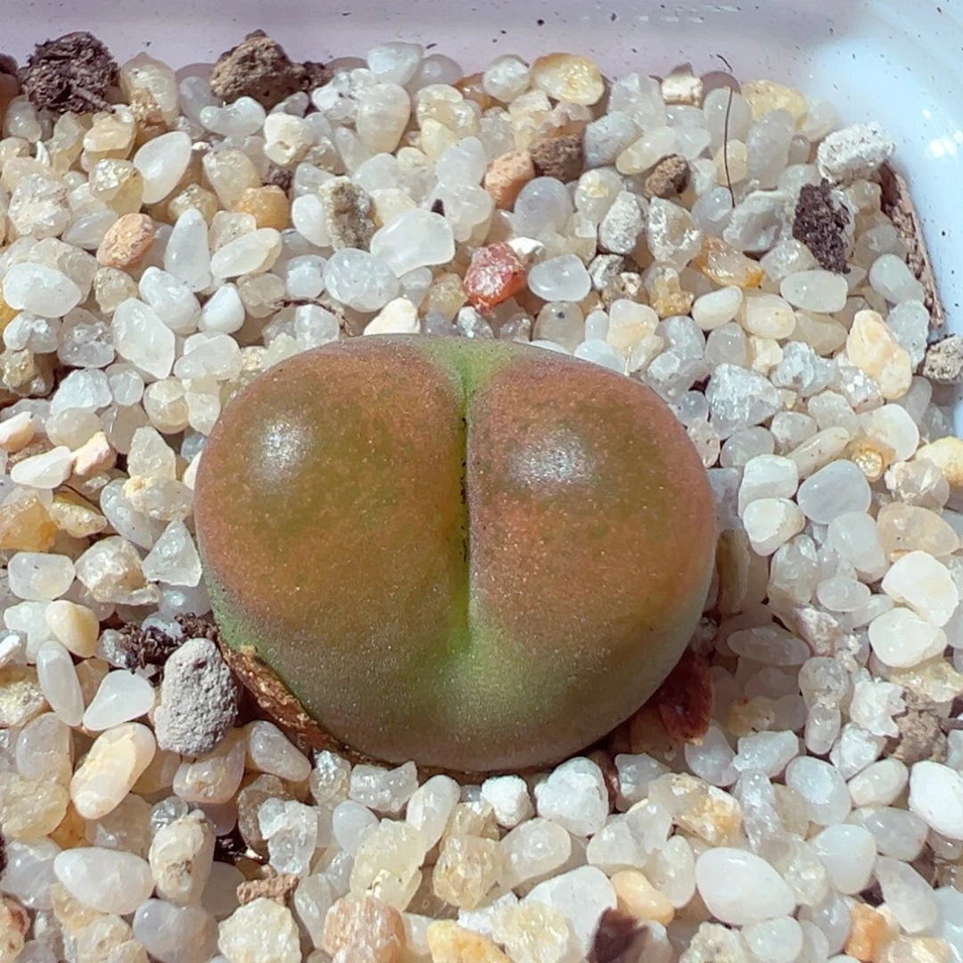 915-392多肉多蟠桃