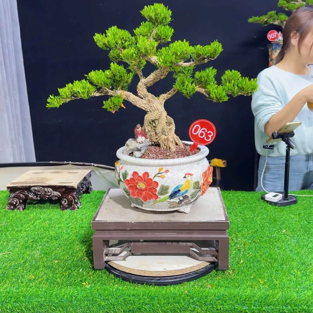 当前无花朵，栽培后可花朵