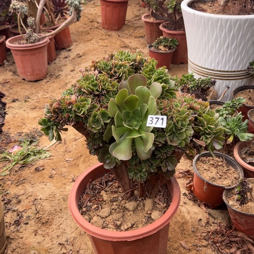 玫瑰缀371宽高36厘米