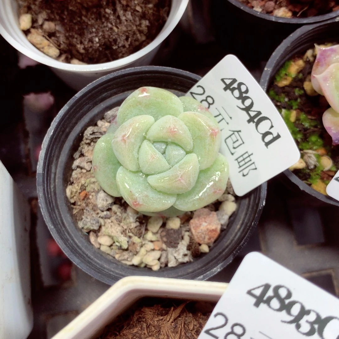 5厘米盆精控多肉4894