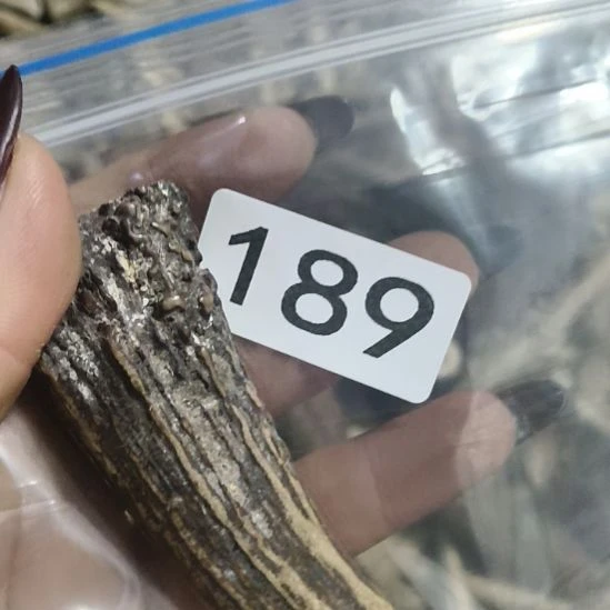 禁***区鹿角鹿角鹿角鹿角鹿角鹿角