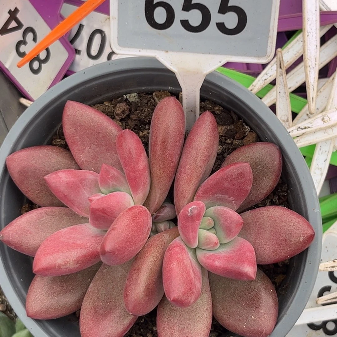 多肉植物赫菲斯托655