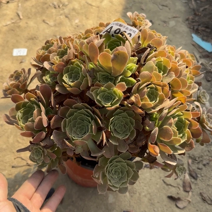 荷兰玫瑰……多肉植物……