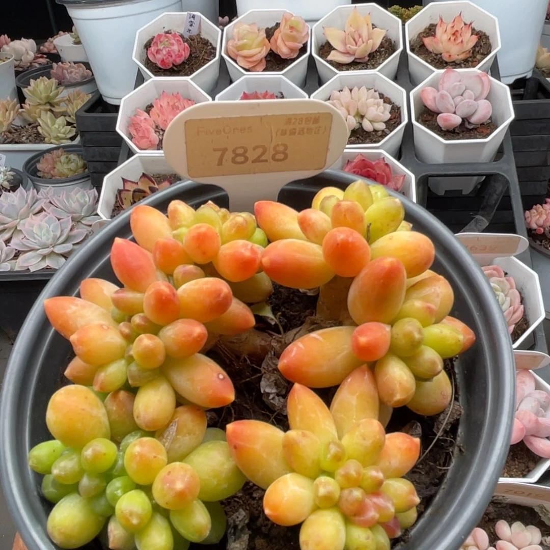 黄香蕉7828-10.5厘米