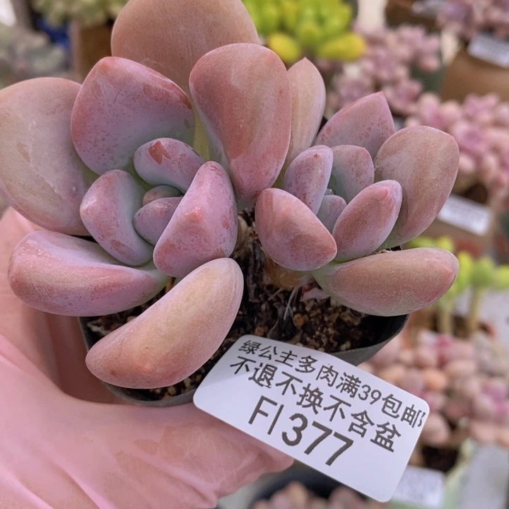 奥普8cm377多肉植物