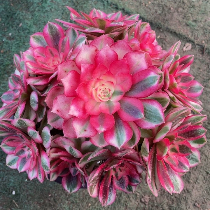 536倾城精品法师多肉