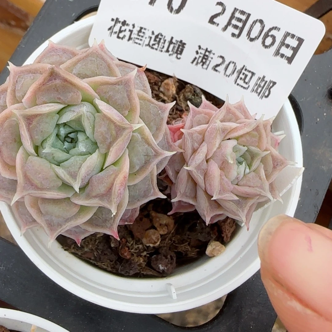 花语逸镜0206-370