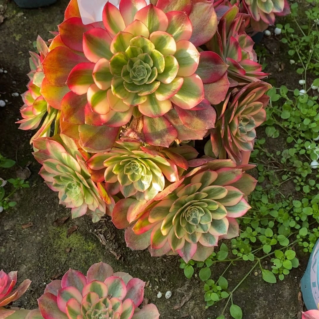 馨***怡万白多肉1颗10137号