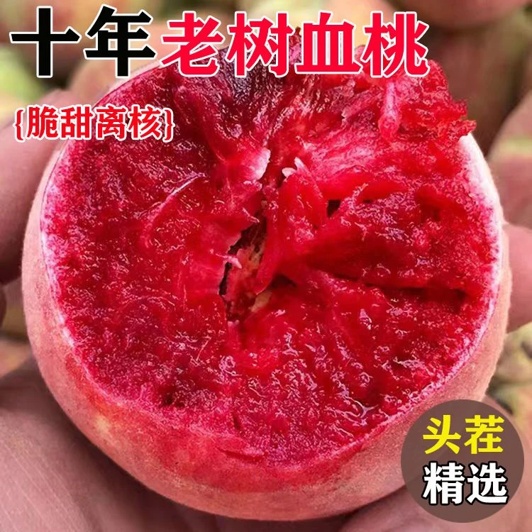 老树胭脂红血桃新鲜现摘脆软两吃嫩甜多汁水果