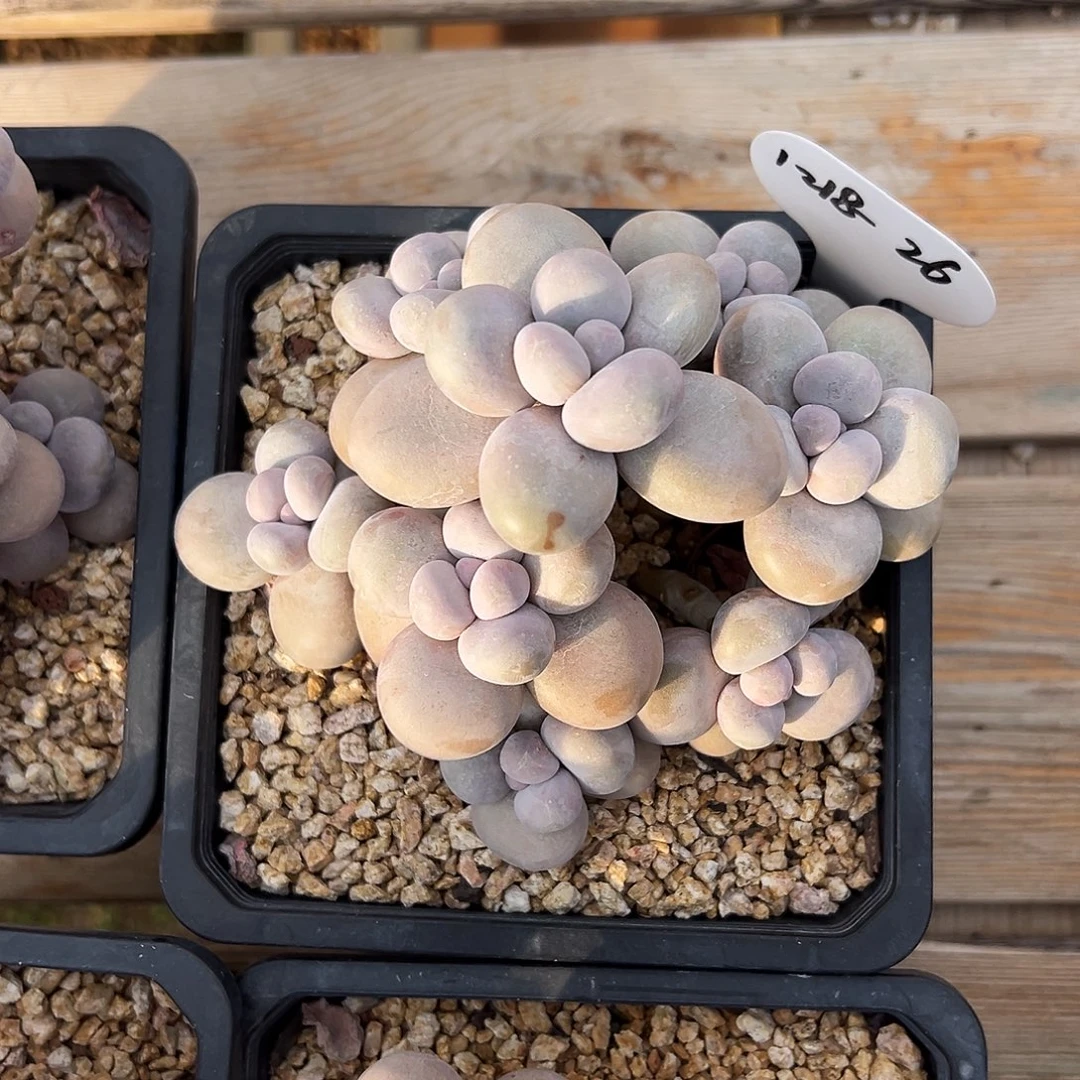 用***21218-26绝绝子烟美人