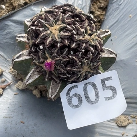 605号草球苗接7头黑牡丹群