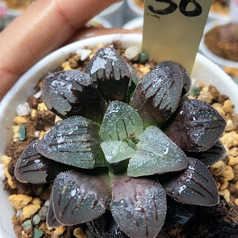 【闪购商品】紫梦30