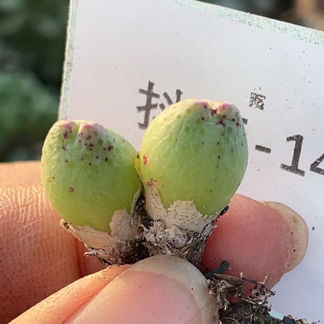 25-149草莓斑马肉锥