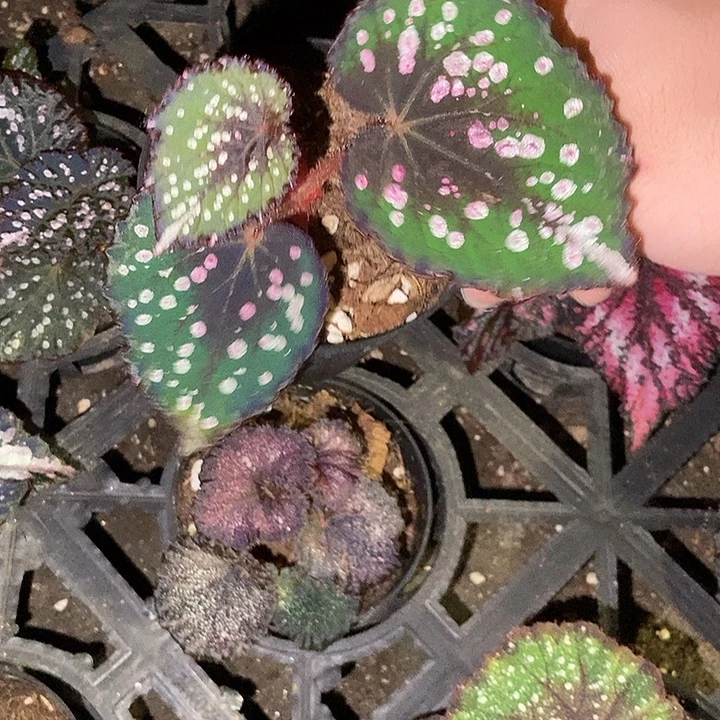 杂交秋海棠一物一拍