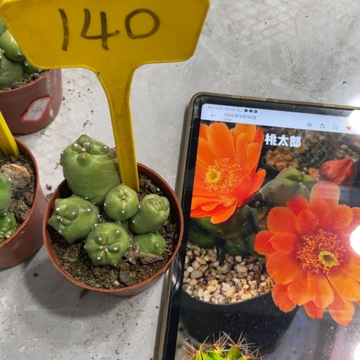 橙桃新品多头一物一拍140