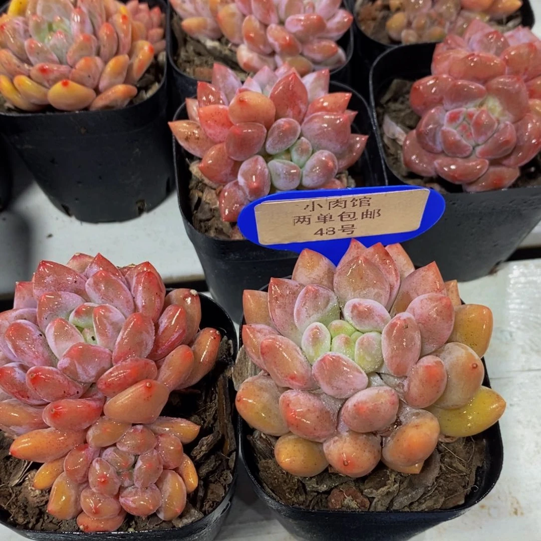 48-开播福利精品奶油半夏双头加单头 尾货福利