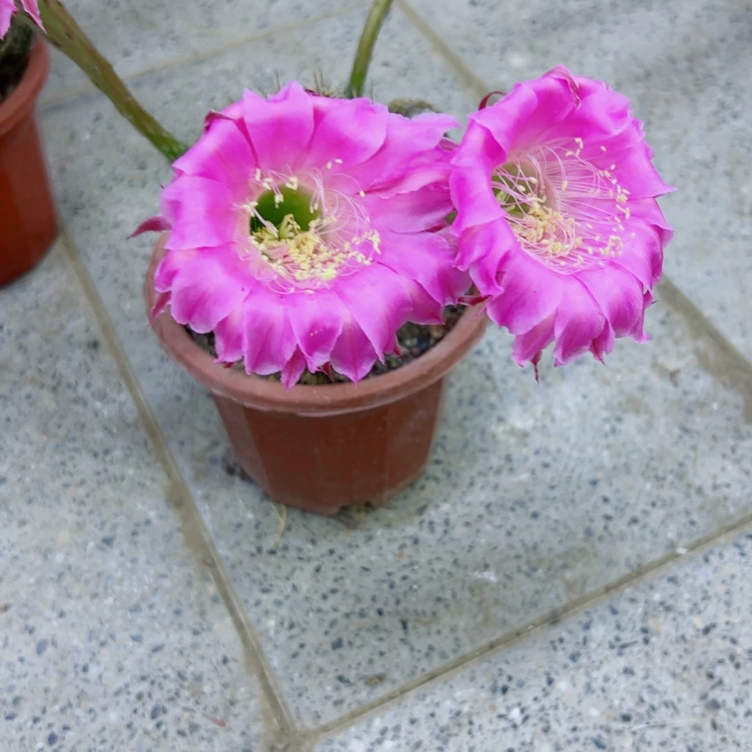 下午141彩草根歪斑点掰花脱土发货20包邮