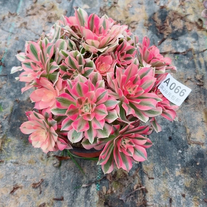 66女巫多肉植物的