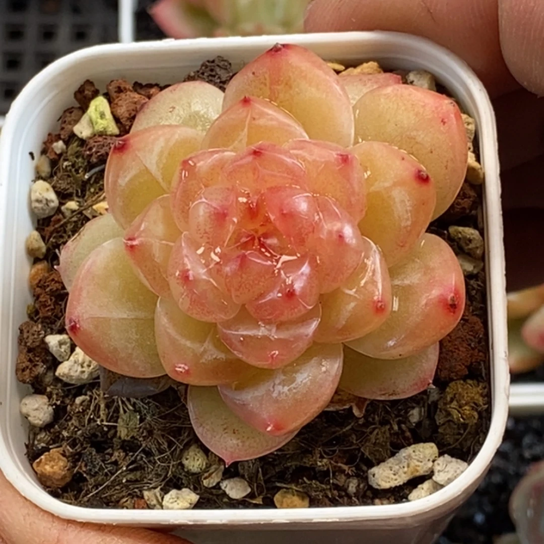 天官赐福百无禁忌