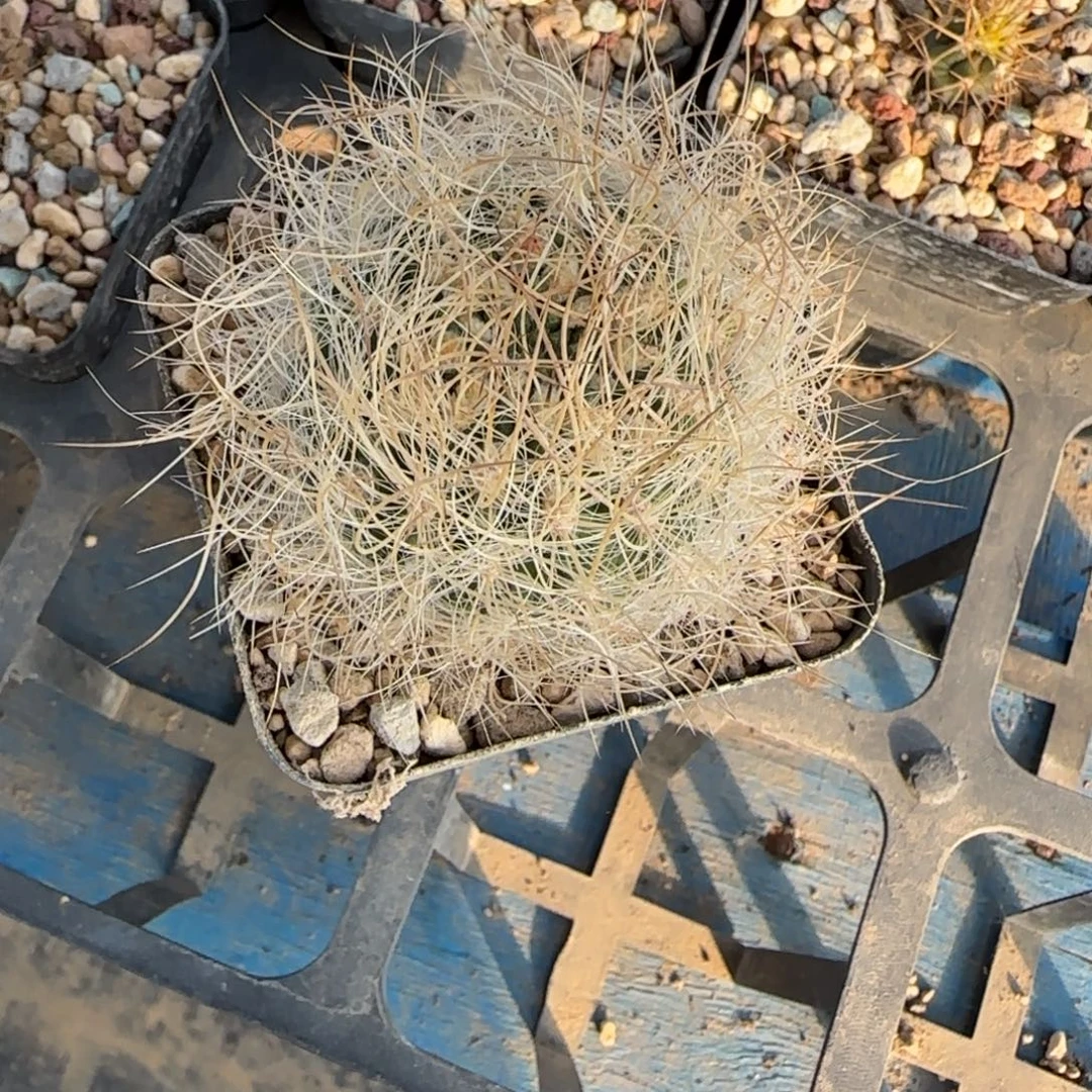 M***g0509实生混乱玉多肉5厘米