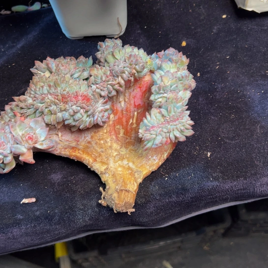 车厘子 新年快乐 新年快乐