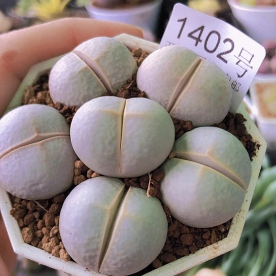 无花朵1402，2.4厘米如图