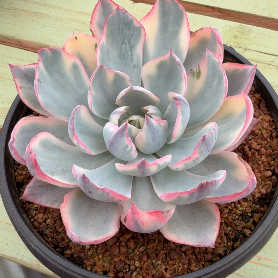 阿美星锦锦上园艺一物一拍