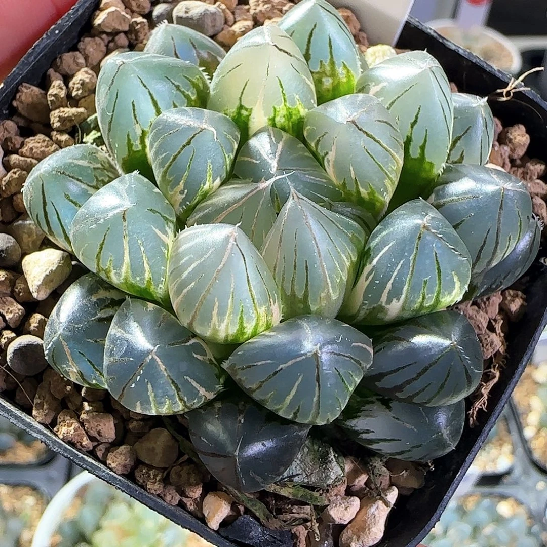512号霓虹灯一物一拍带盆土