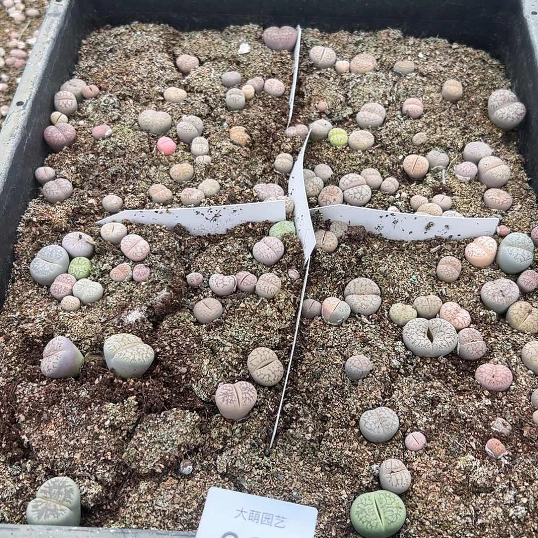 量拍以下1份一箭之遥。325