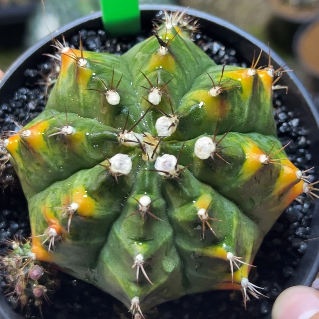 泰系侧芽乌贼219