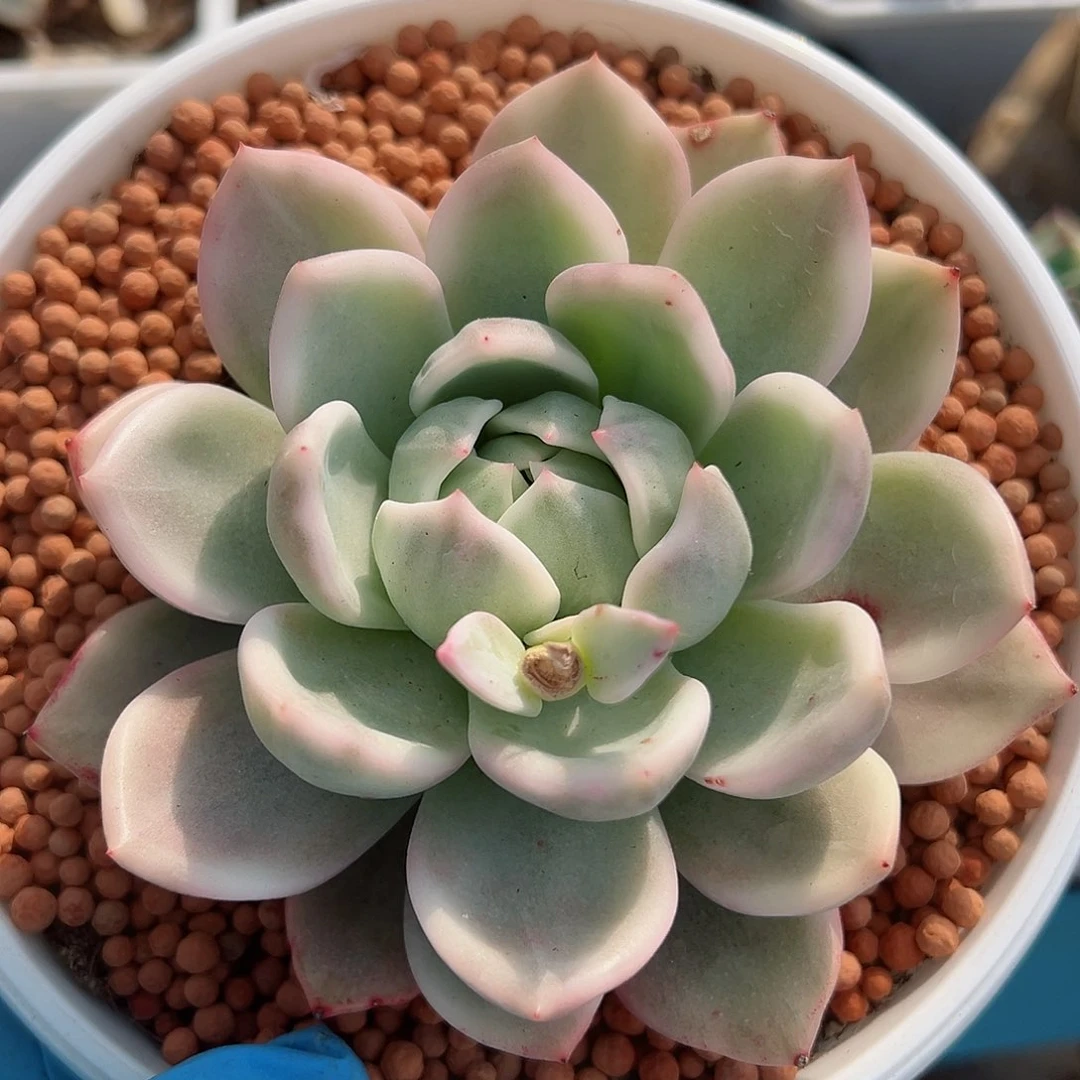 香槟锦，覆轮锦多肉植物