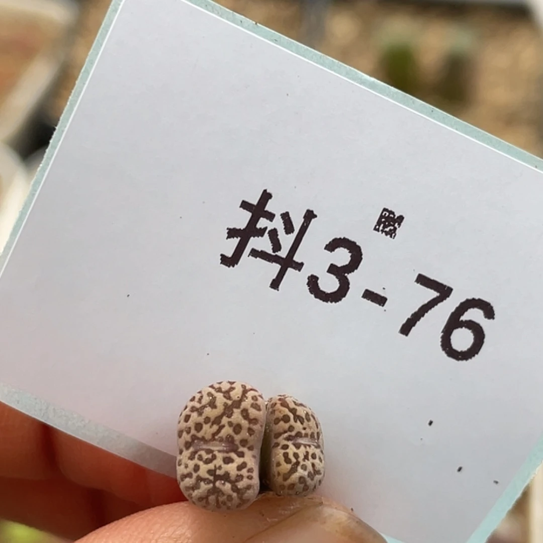 3-76鸟多肉植物肉锥