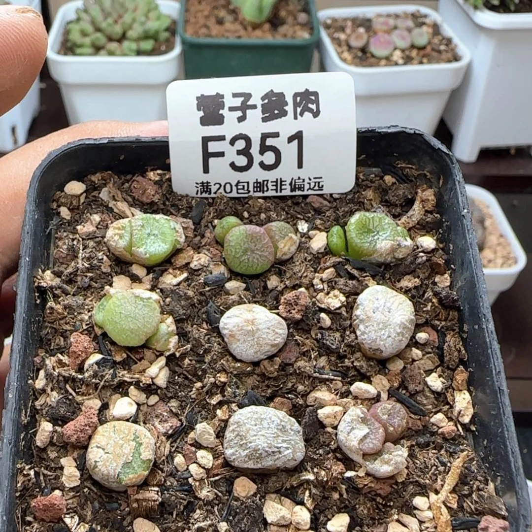 蜜枣流水带盆土。