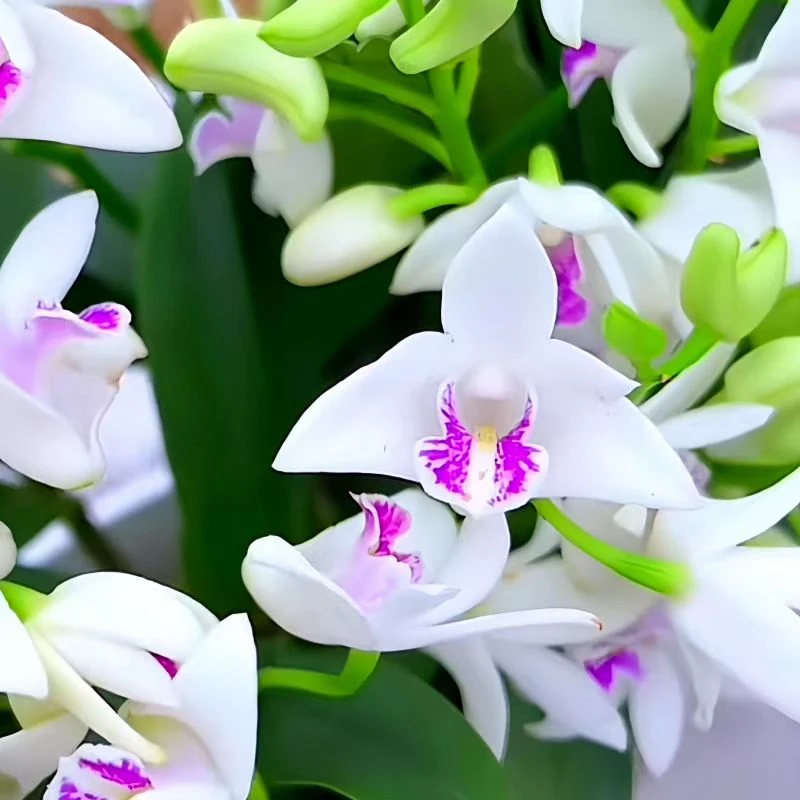 精品浓香[七彩香水石斛兰]懒人款好养易活室内外绿植盆栽可水培