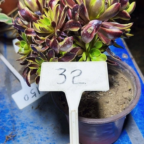 陈*蜜多肉植物欧嘉莉法师