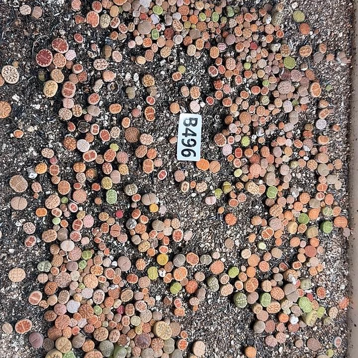 496生石花整筐脱土发货
