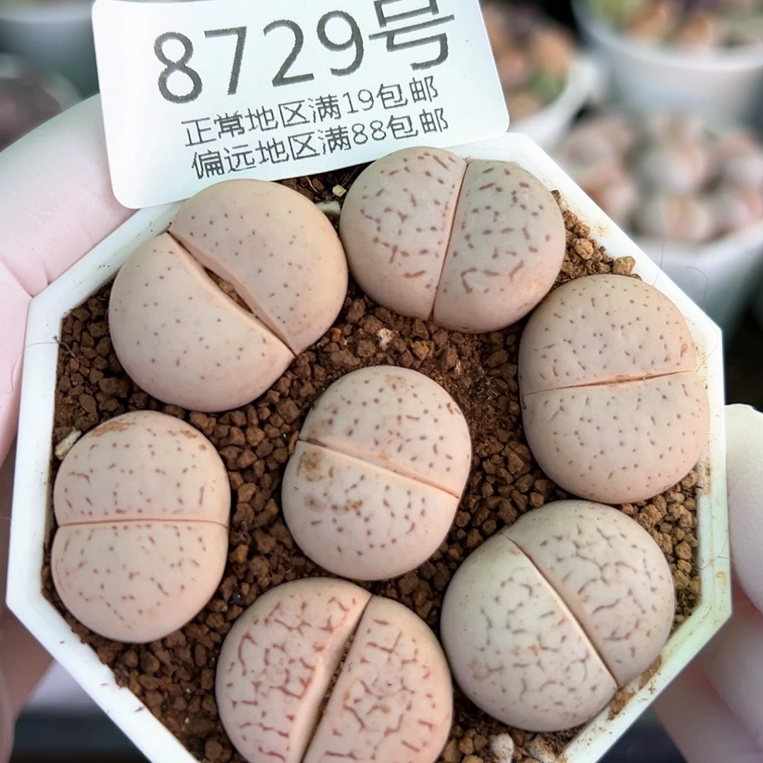 好养易活生石花大母本8729