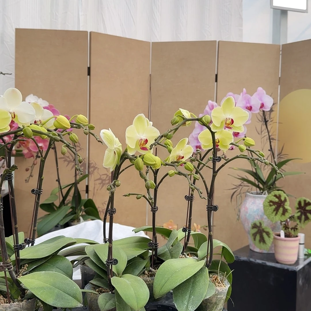 大部分花苞少量开放随机一棵/青苹果