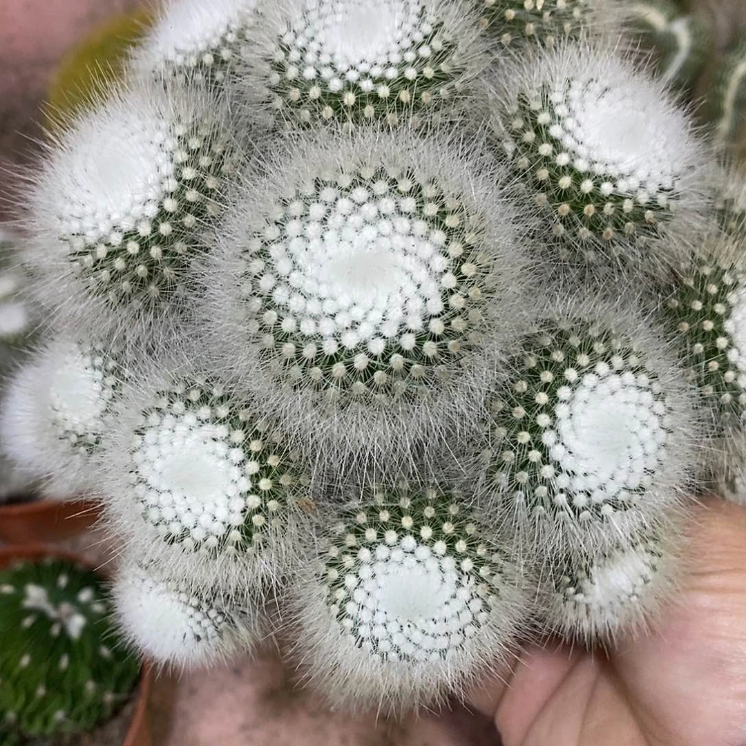 我***了白小丁仙人球仙人掌